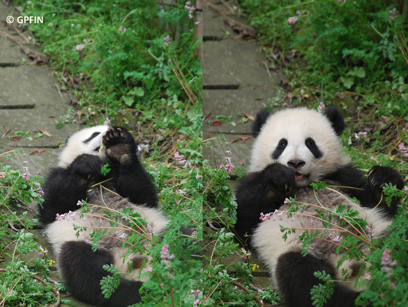 Giant Pandas: 17. Mai Tag der bedrohten Arten & Neues von Yuan Yuan