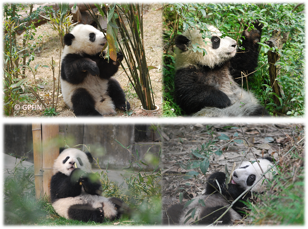 Giant Panda: Aus dem Garten