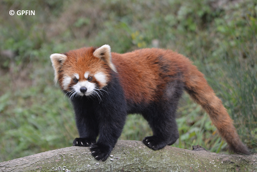 Giant Panda: International Red Panda Day