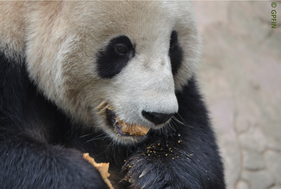 Giant Pandas: Äpfel & Co.