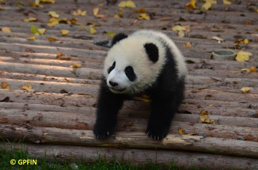 Neuigkeiten: Große Pandas