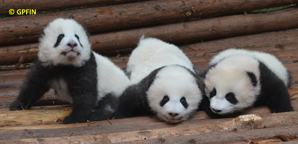 Giant Panda: 44 Geburten