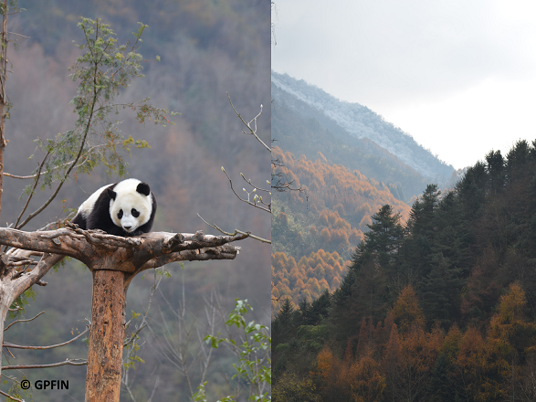 Giant Pandas Fu Feng & Fu Ban: Auf dem Weg nach Hause