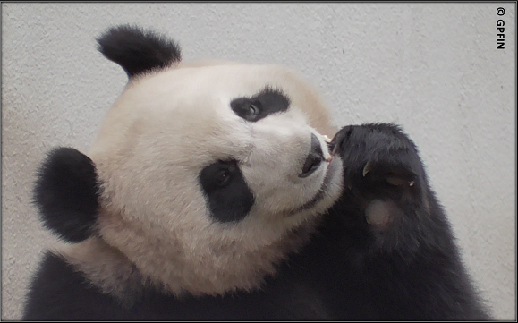 Giant Pandas: Weekend