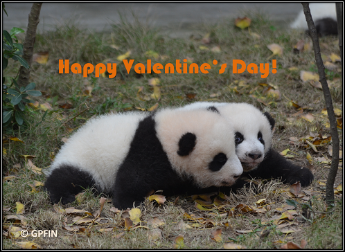 Giant Pandas: Valentinstag