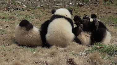 Frühling in Wolong