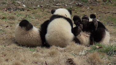 Giant Pandas: Verspielte Freunde