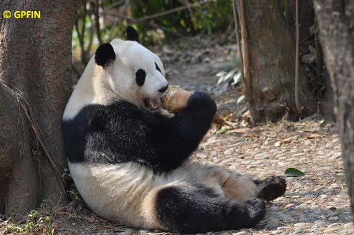 Großer Panda – 3. Lektion – Bambussprösslinge