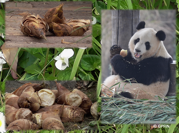 Giant Pandas: Eine Reise – Rückblick