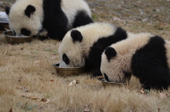 Giant Pandas: 新年快乐