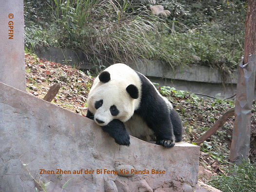 Giant Panda: Video “What A Day!”