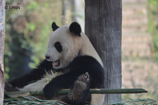 Giant Pandas Theater