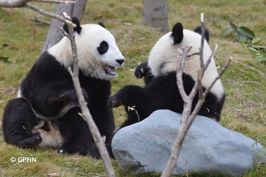 Großer Panda: 2. Lektion – Äste testen