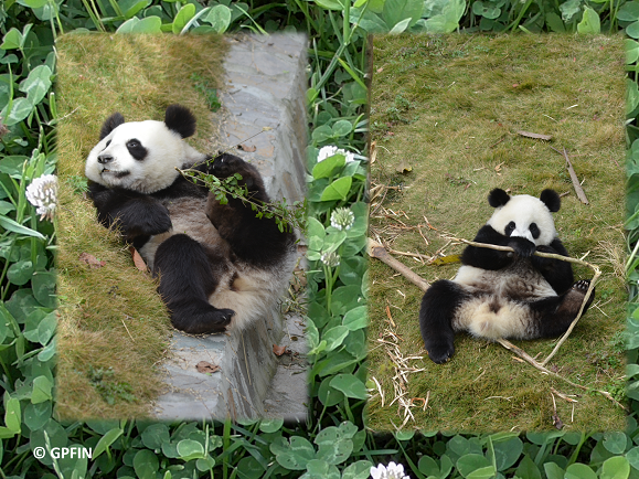 Giant Pandas: Ru Yi & Ding Ding