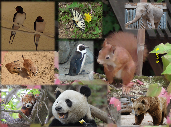Giant Panda: Tag der Artenvielfalt