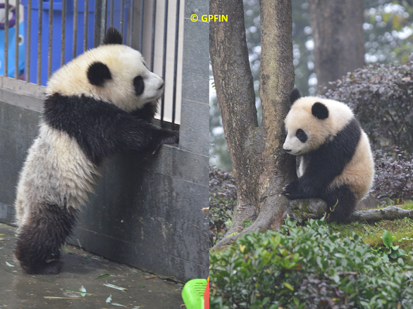 Giant Pandas: Weltkindertag