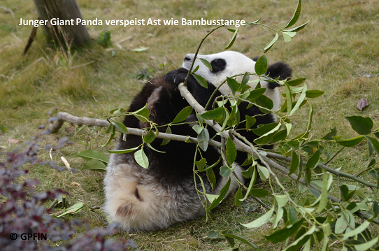 Giant Panda: Ast oder Bambussprössling