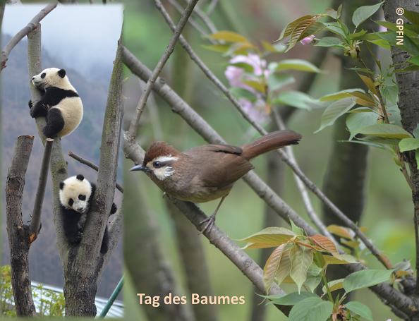 Giant Pandas: Der Tag des Baumes