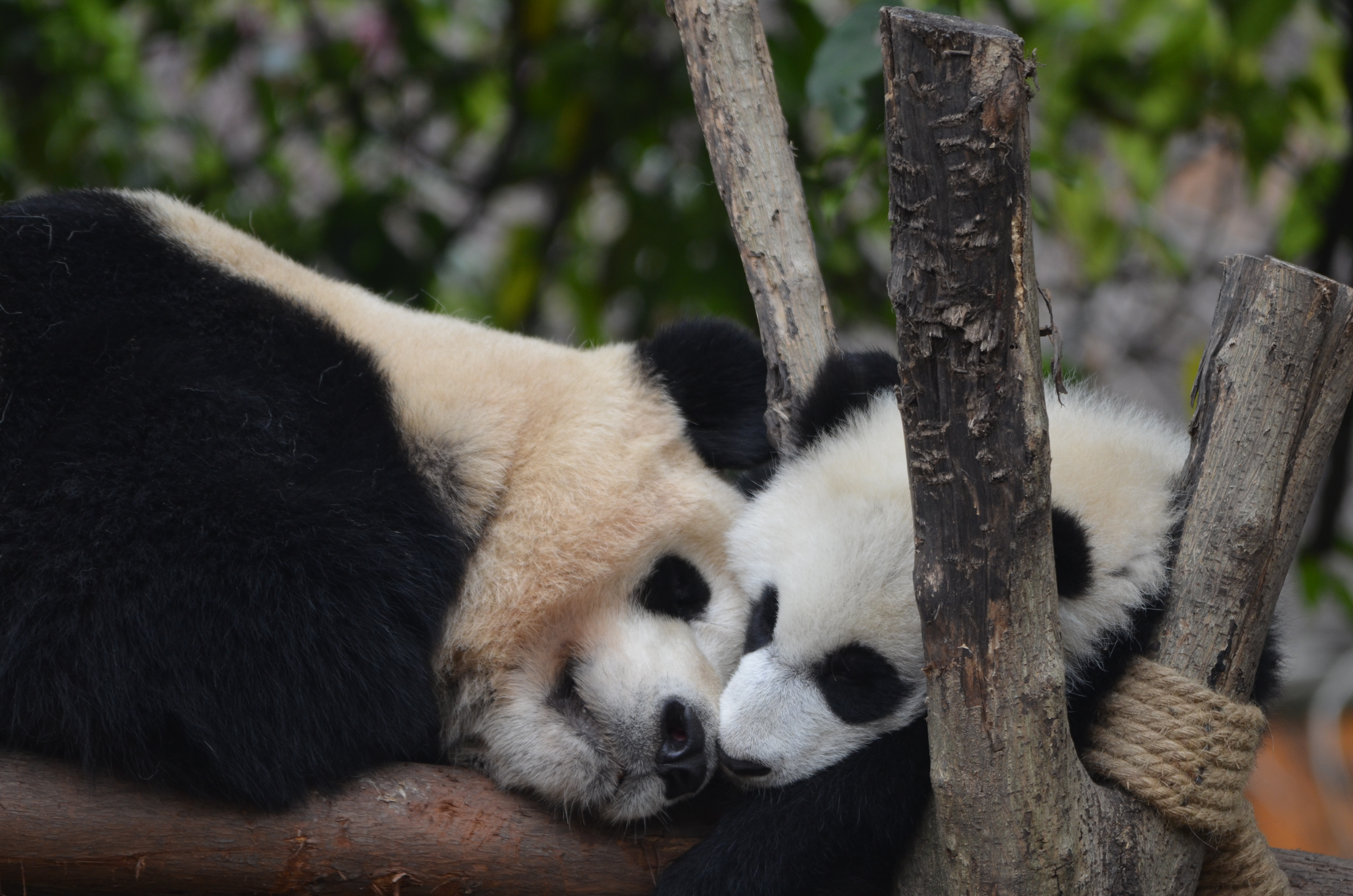 Giant Panda: Chengdu Panda Base