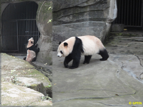 Giant Panda: Reisen & Erinnerungen