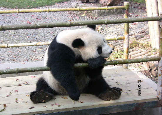 Giant Panda: Hallo Freunde!