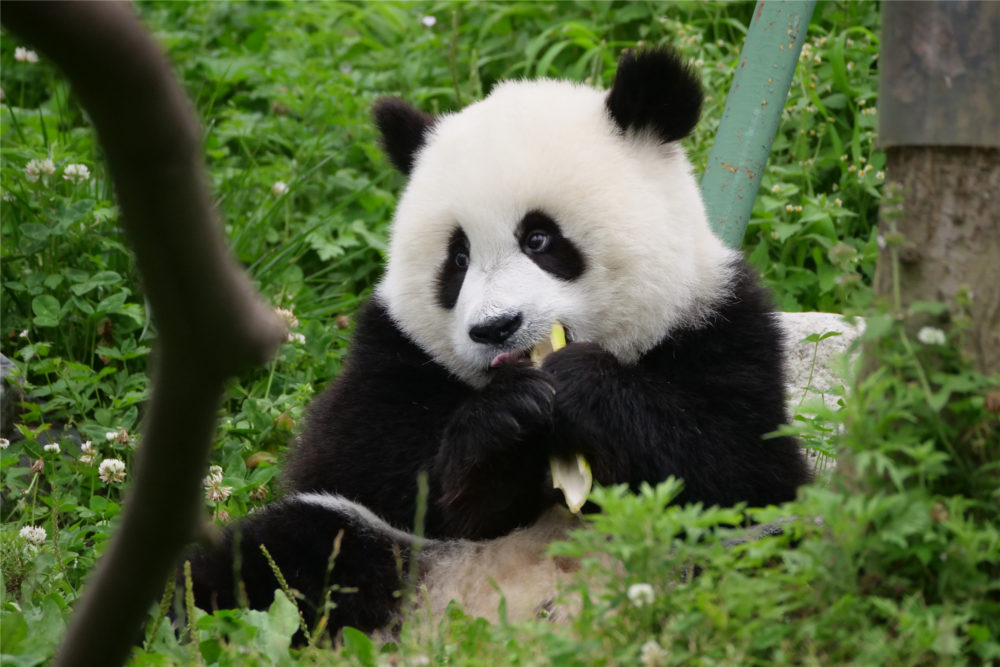 Panda WenWen
