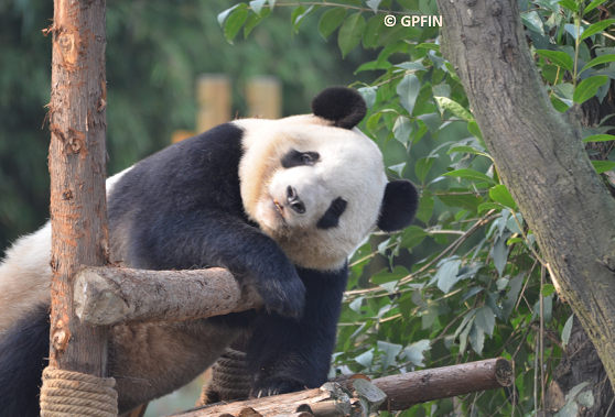 Giant Panda: 16. März – International Giant Panda Day