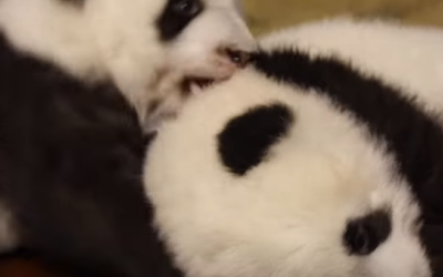 Madrid Giant Panda cubs haben Namen erhalten