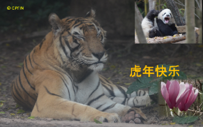 Giant Panda: Glückliches Jahr des Tigers