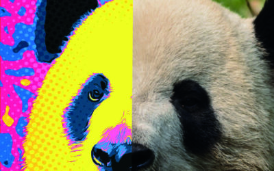 Giant Panda: Ausstellung – Brief E2 Klasse –