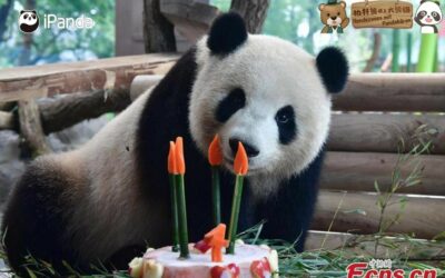 Berliner Zoo-Panda Star feiert 9-jährigen Geburtstag